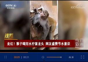 猴子再次爆料视频大全,揭秘娱乐圈幕后真相