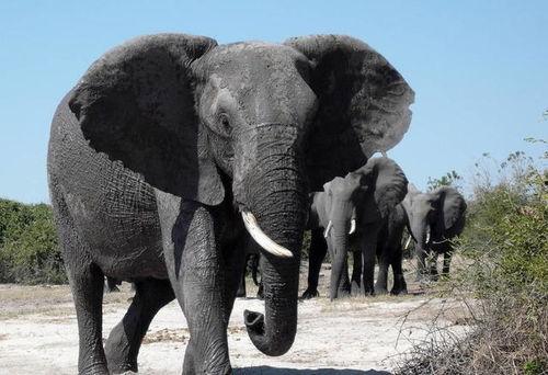 顶楼大象手机在线观看,揭秘都市生活背后的惊悚秘密