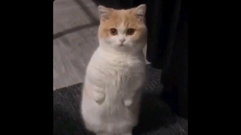 小猫爆料视频下载,一窥网络世界的真实一面