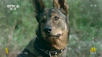 电影犬王在线观看,忠诚守护，生死相依